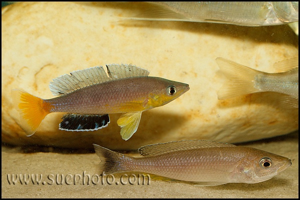 Cyprichromis sp. 'leptosoma jumbo' Cape Kachese